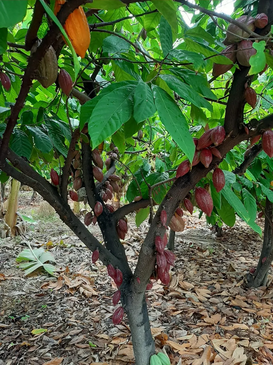 O cacau de irrigação plantado no Ceará utiliza-se da técnica de sombreamento, geralmente com coco, banana ou caju