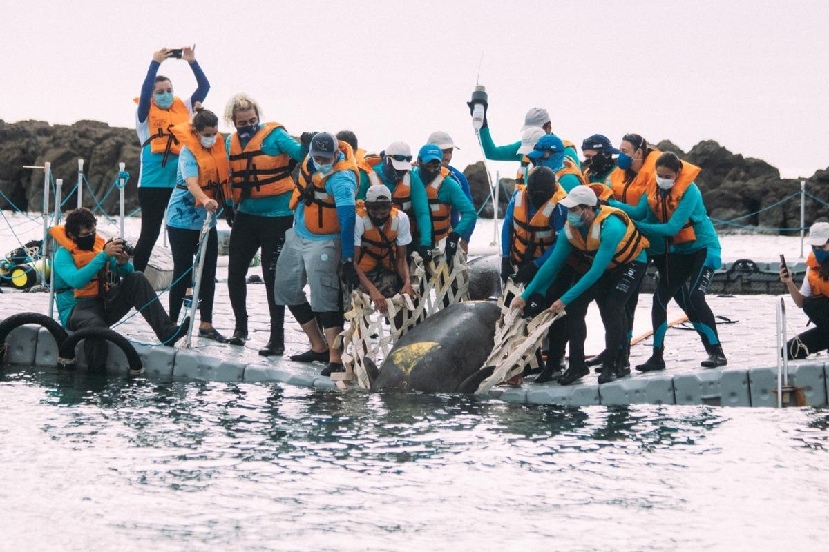 Animal sendo devolvido ao mar pelos voluntários da ONG