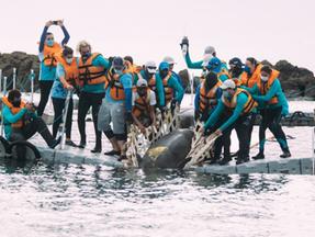 Animal sendo devolvido ao mar pelos voluntários da ONG