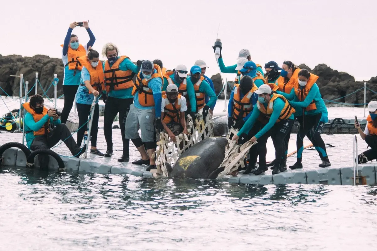 Animal sendo devolvido ao mar pelos voluntários da ONG