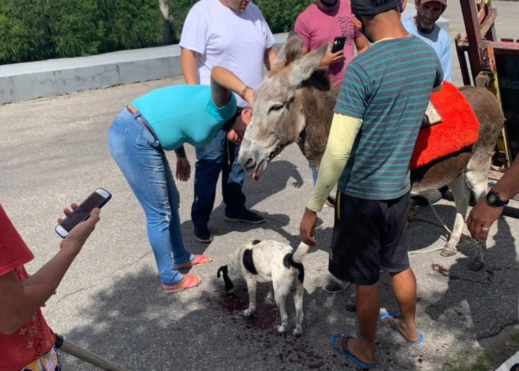 Animal ficou bastante ferido após investida do cachorro