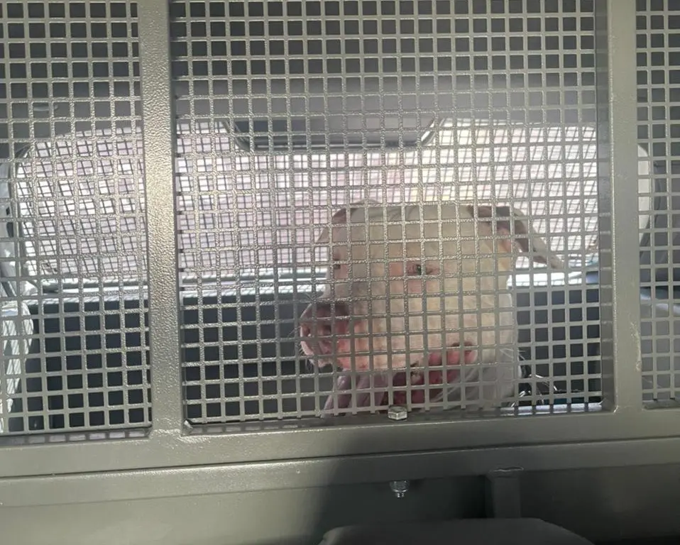 Imagem da notícia Pitbull envolvido em ataques em Fortaleza é apreendido pela Polícia Civil 