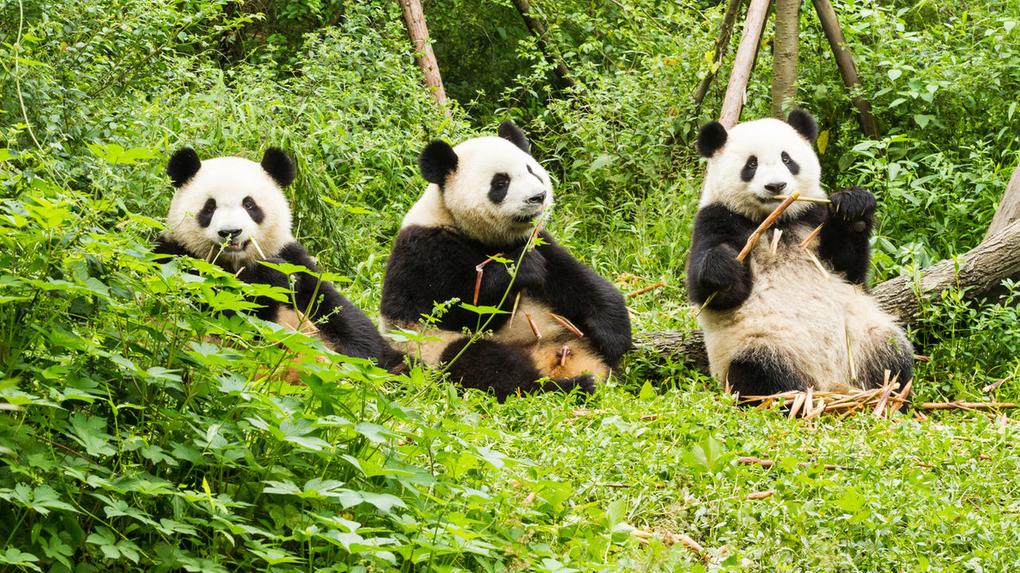 Três ursos pandas gigantes em seus habitats