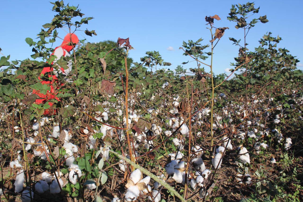 plantio do ouro branco