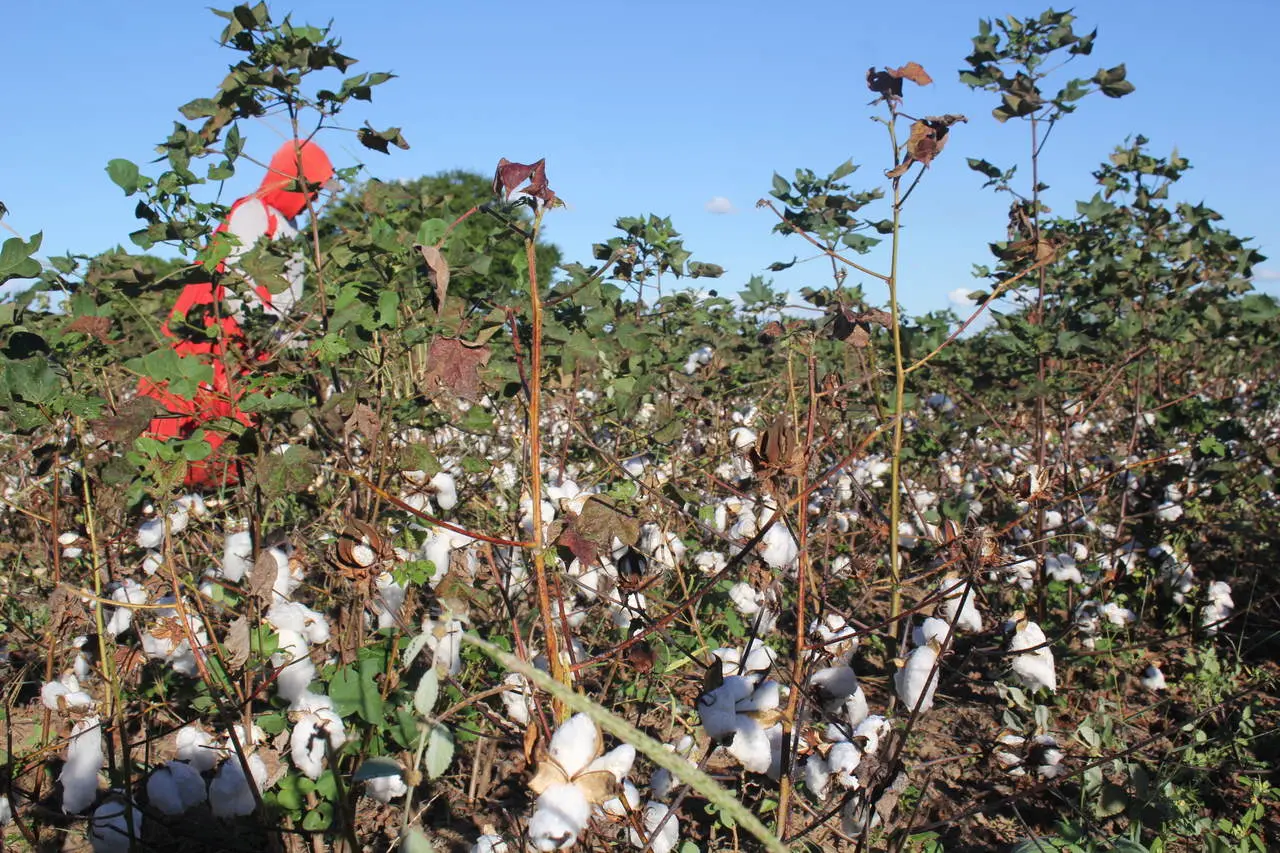 plantio do ouro branco