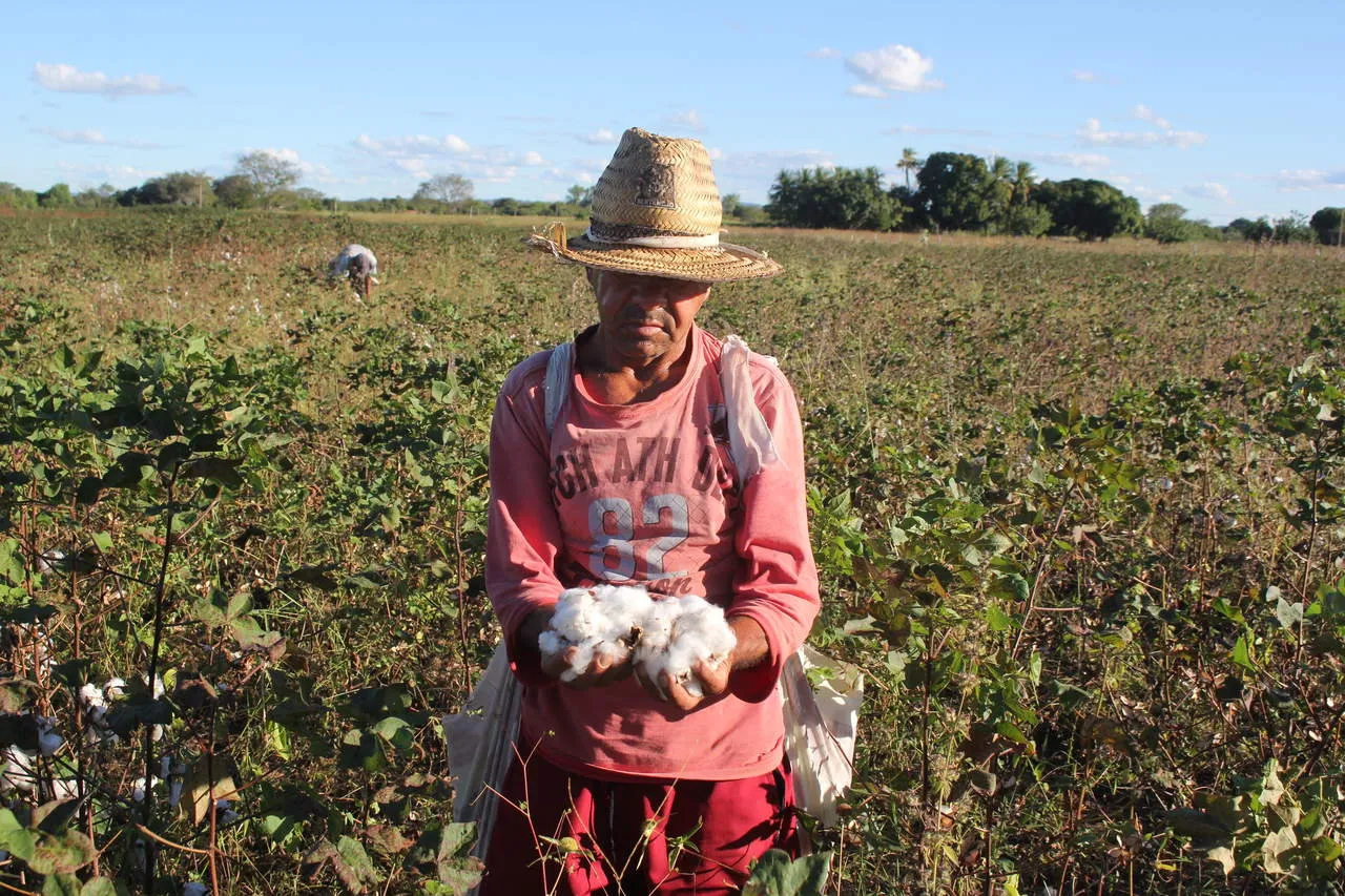 A viabilidade de cultivo e o preço favorável no mercado despertam o interesse do pequeno produtor em voltar a plantar algodão