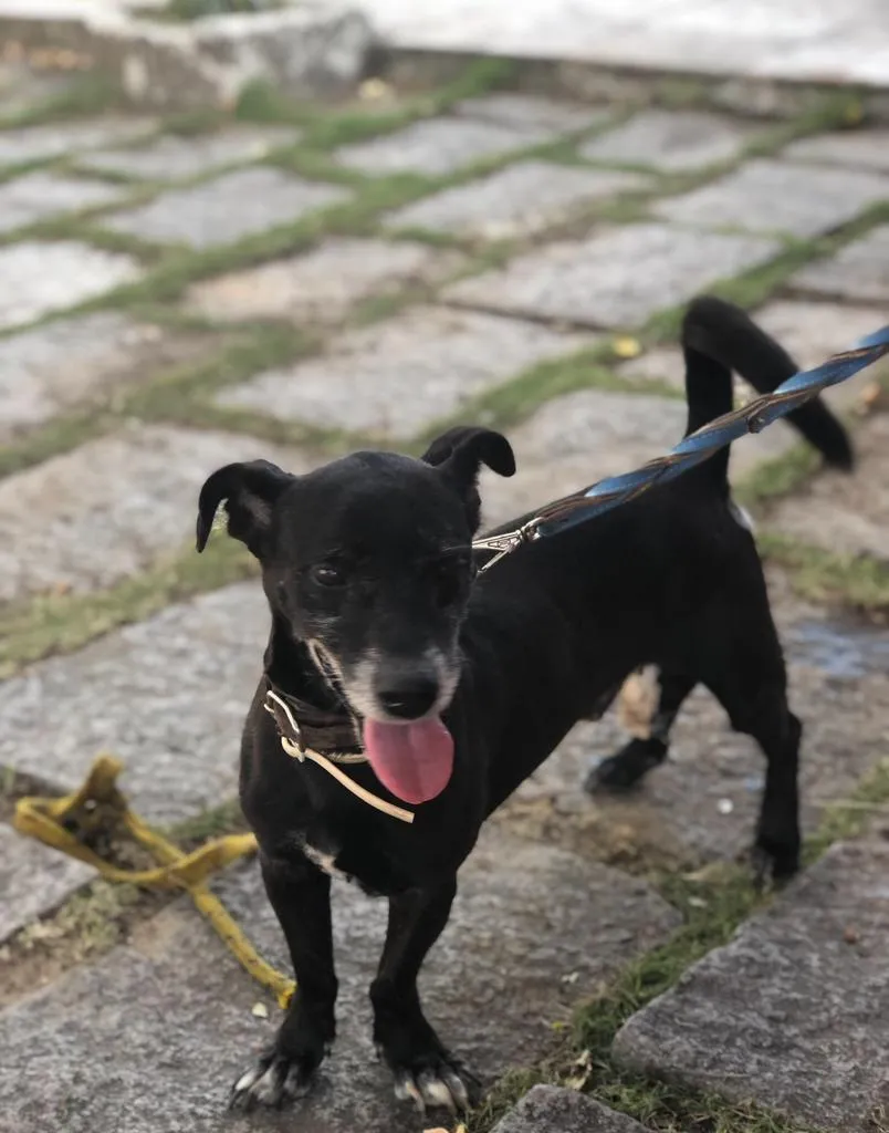 Acolhido pela Causa PET, o Bob é uma das vítimas de abuso sexual, apresentando um processo de quase um ano para se adaptar e começar a conviver com cães e humanos