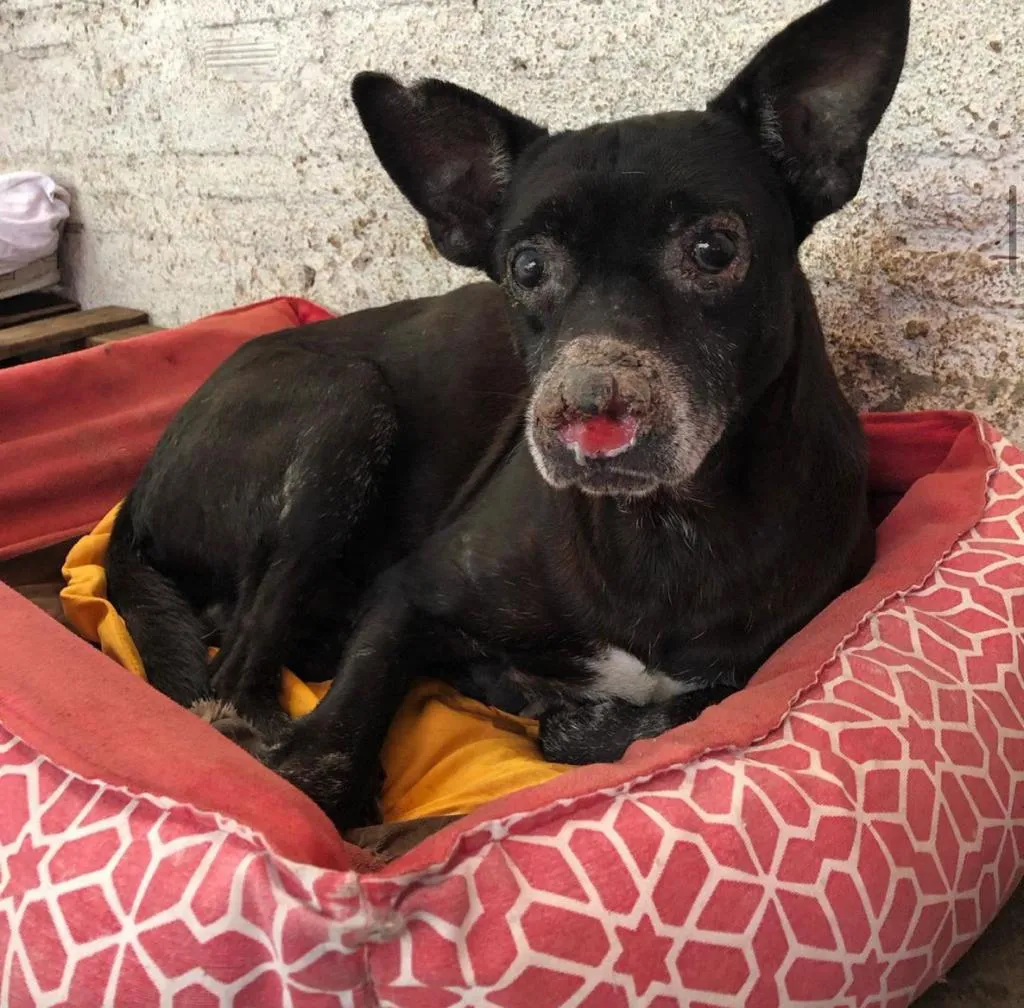Após ser abandonado nas ruas, Rabito perdeu a visão por conta de spray de pimenta, sendo posteriormente acolhido pelo projeto Causa PET