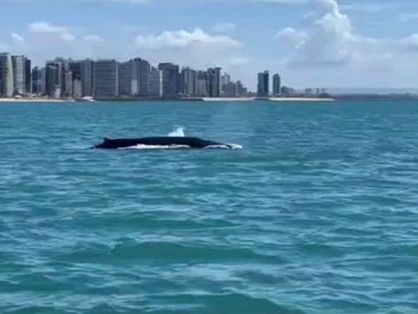 Baleia avistada em Fortaleza