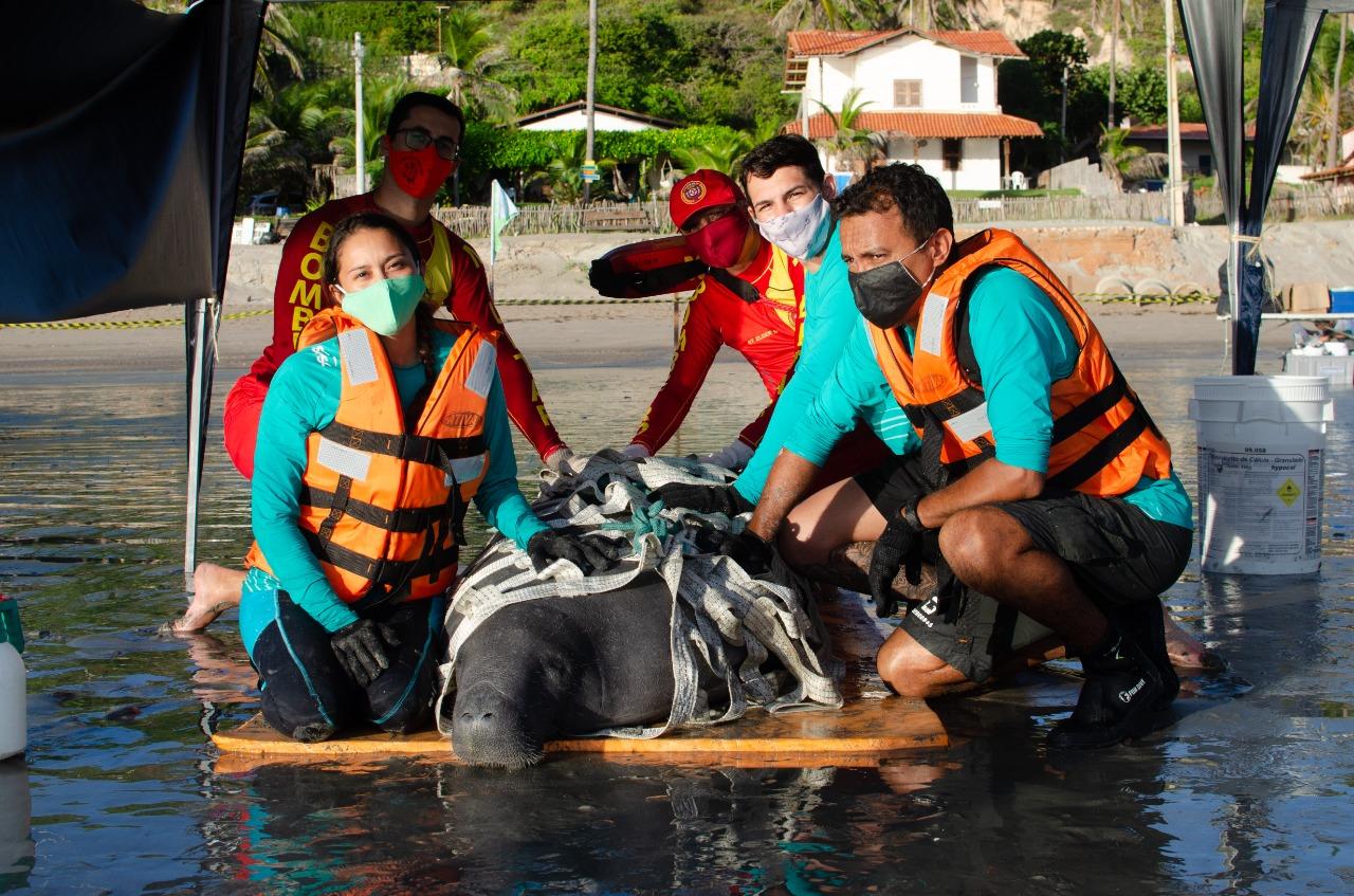 Maceió, peixe-boi marinho, foi solto em Icapuí, no literal cearense, em maio, e foi encontrado morto no Piauí