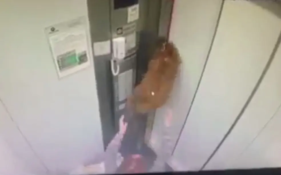 Cachorro preso pela coleira em elevador