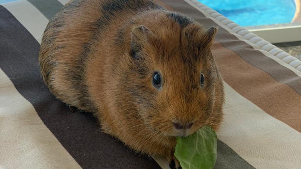 Porquinho-da-Índia: cuidados no manuseio, alimentação e higiene em casa -  Pets - Diário do Nordeste