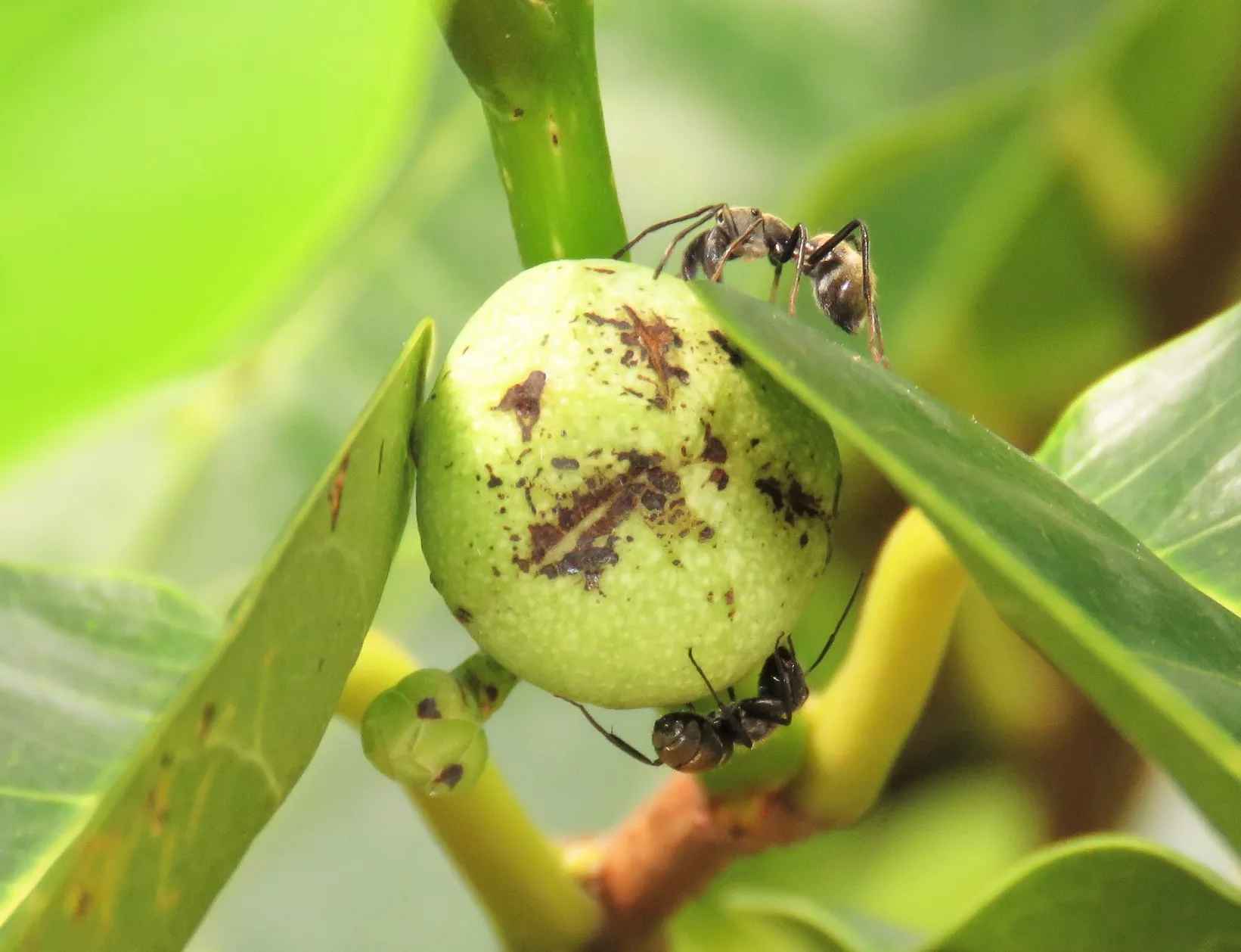Aranhas que imitam formigas