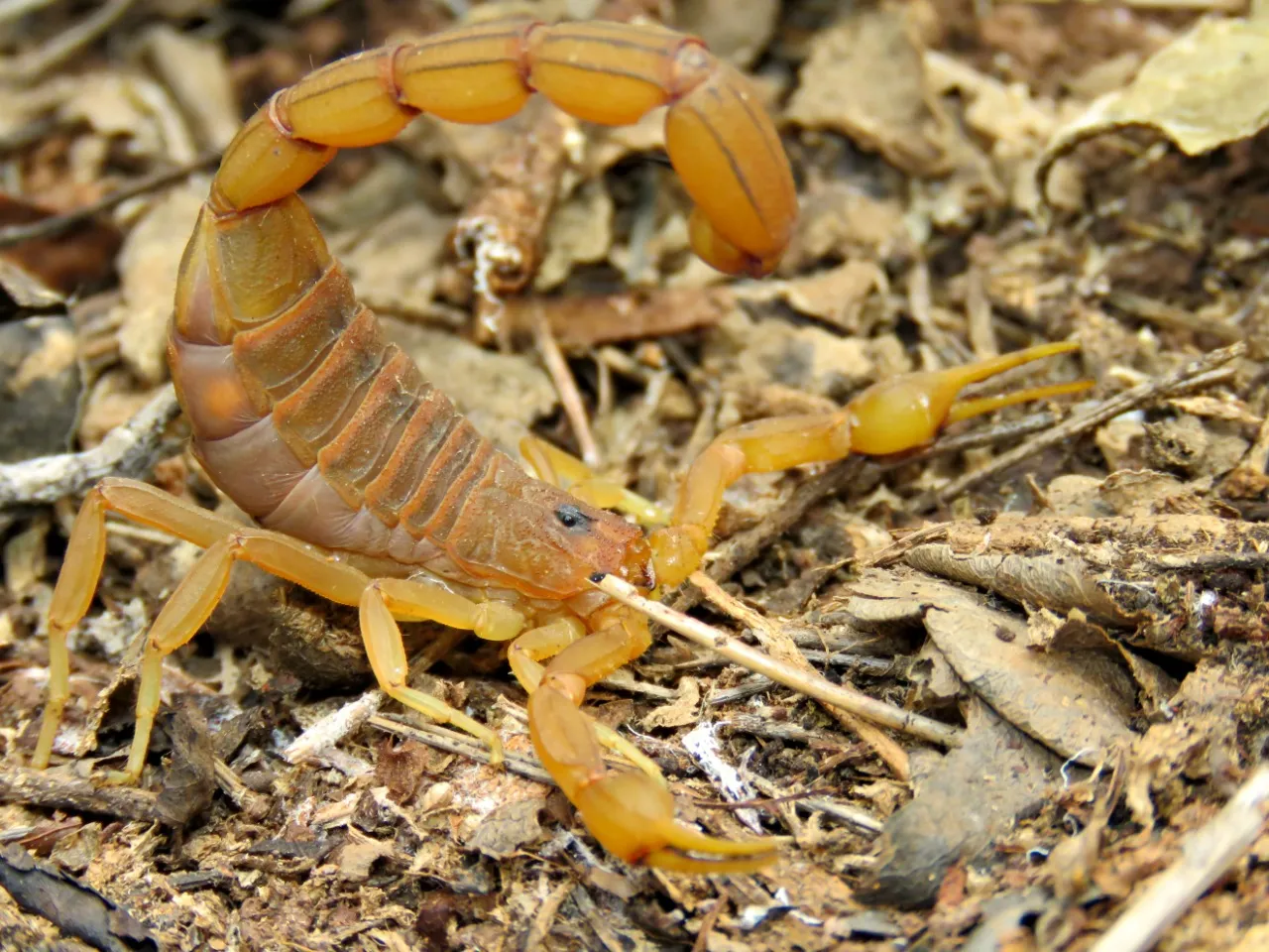 Escorpião 