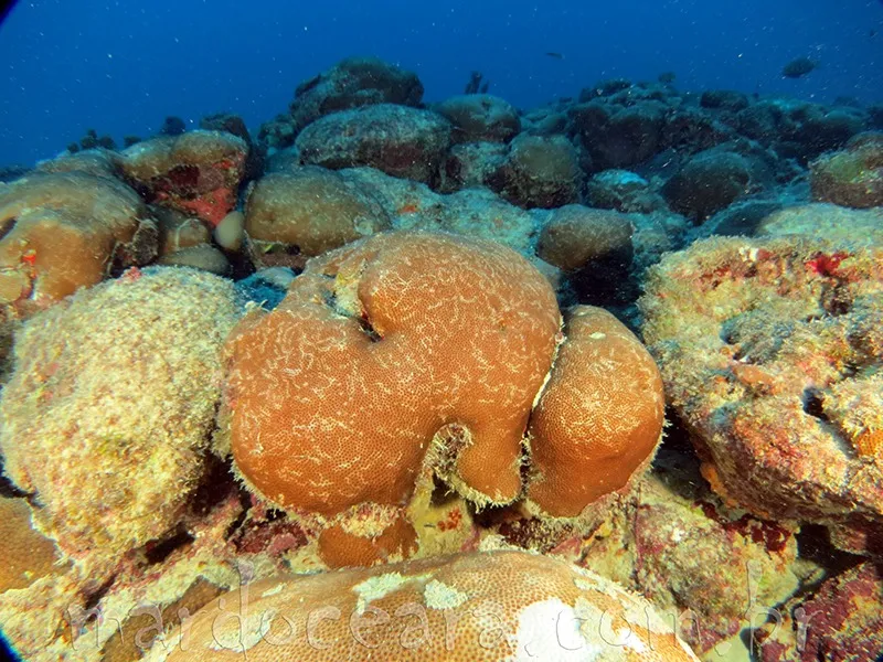 Coral tem potencial farmacológico e biotecnológico