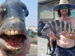 Montagem com foto do peixe com dentes à mostra à esquerda e sendo segurado por pescador à direita