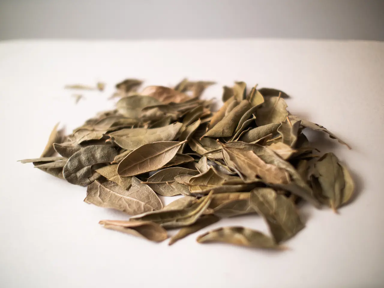 Folhas secas de boldo