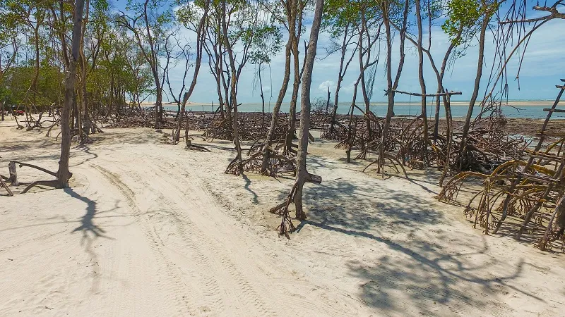 O Mangue Seco chama atenção por sua vegetação com raízes escoras e respiratórias
