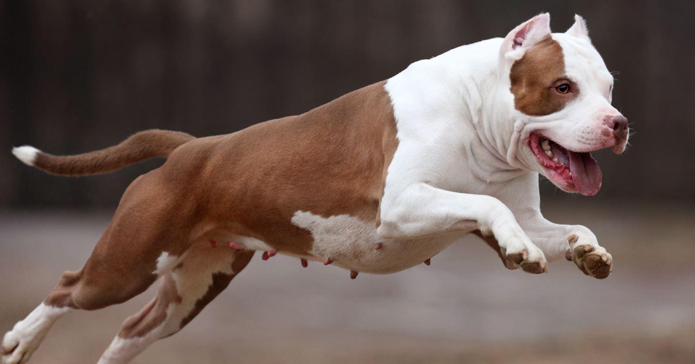 Cachorro Pit Bull: Entenda Tudo Sobre A Raça - Pets - Diário Do Nordeste