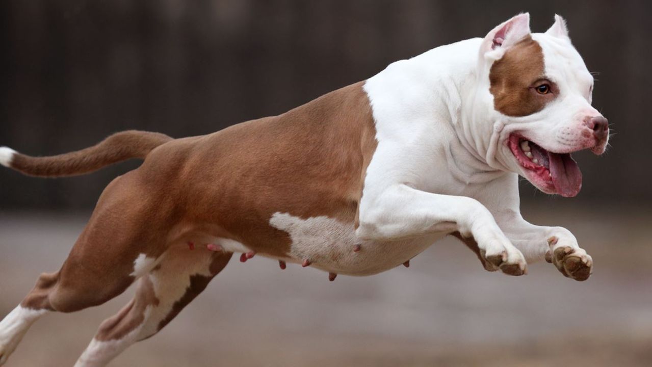 Cachorro American Pit Bull Terrier correndo, sem nenhuma das patas no chão