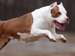 Cachorro American Pit Bull Terrier correndo, sem nenhuma das patas no chão