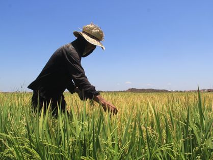 Plantio de arroz nas várzeas do Orós