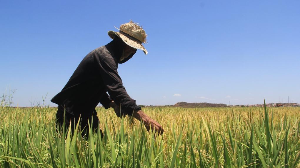 Plantio de arroz nas várzeas do Orós
