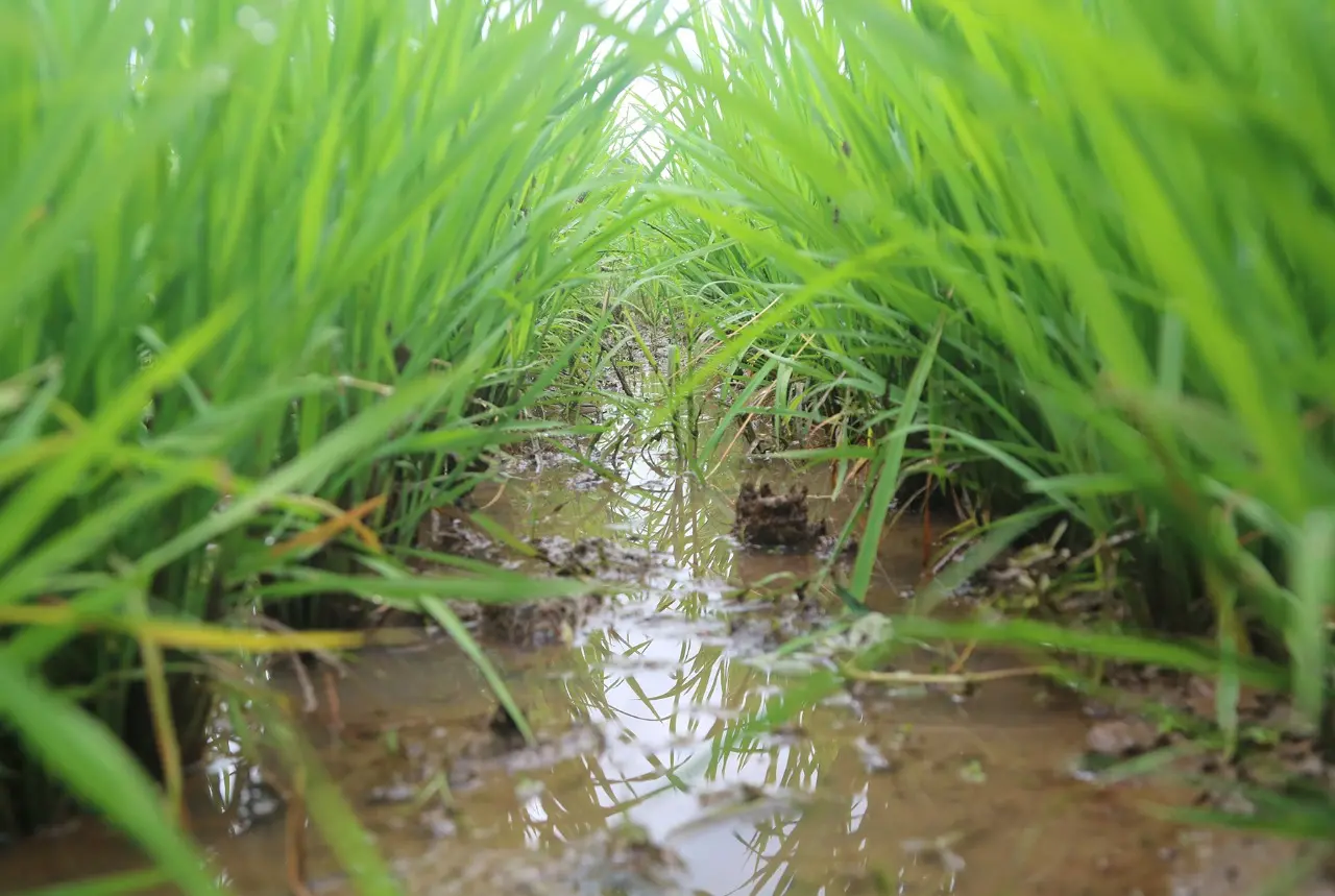 Plantio de arroz nas várzeas do Orós