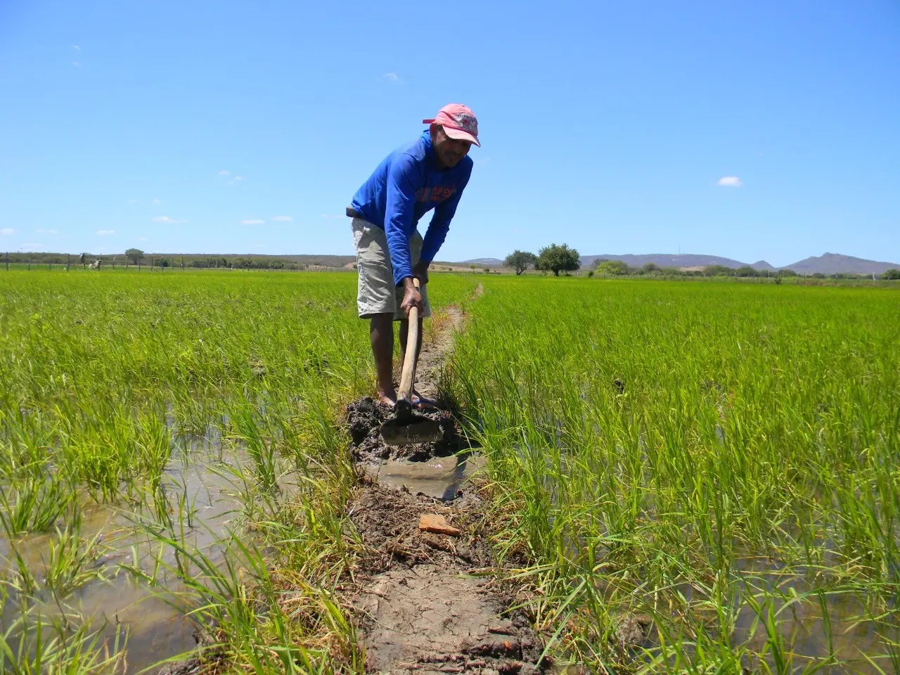 Plantio de arroz nas várzeas do Orós