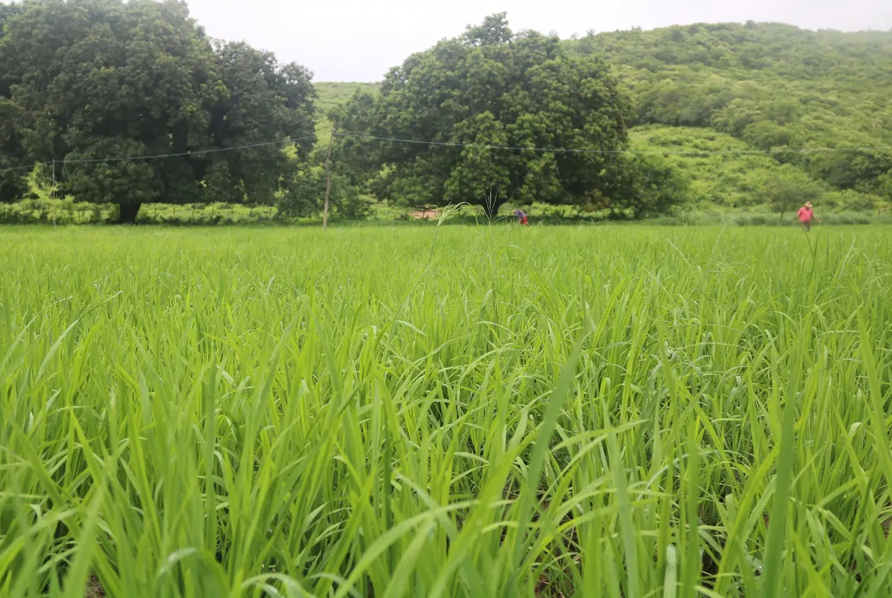 Plantio de arroz nas várzeas do Orós