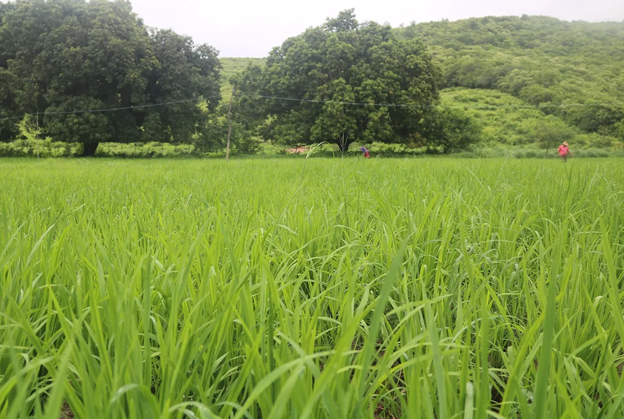 Plantio de arroz nas várzeas do Orós