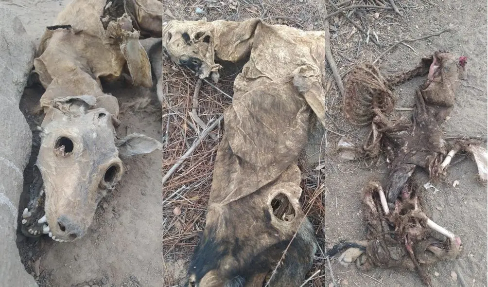 Montagem com fotos de cães mortos em Campos Sales, no Ceará