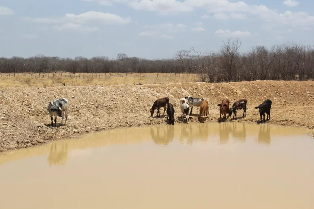 Com solo seco e pouca água, parte dos agricultores não consegue mais plantar e precisa vender o rebanho que resta.