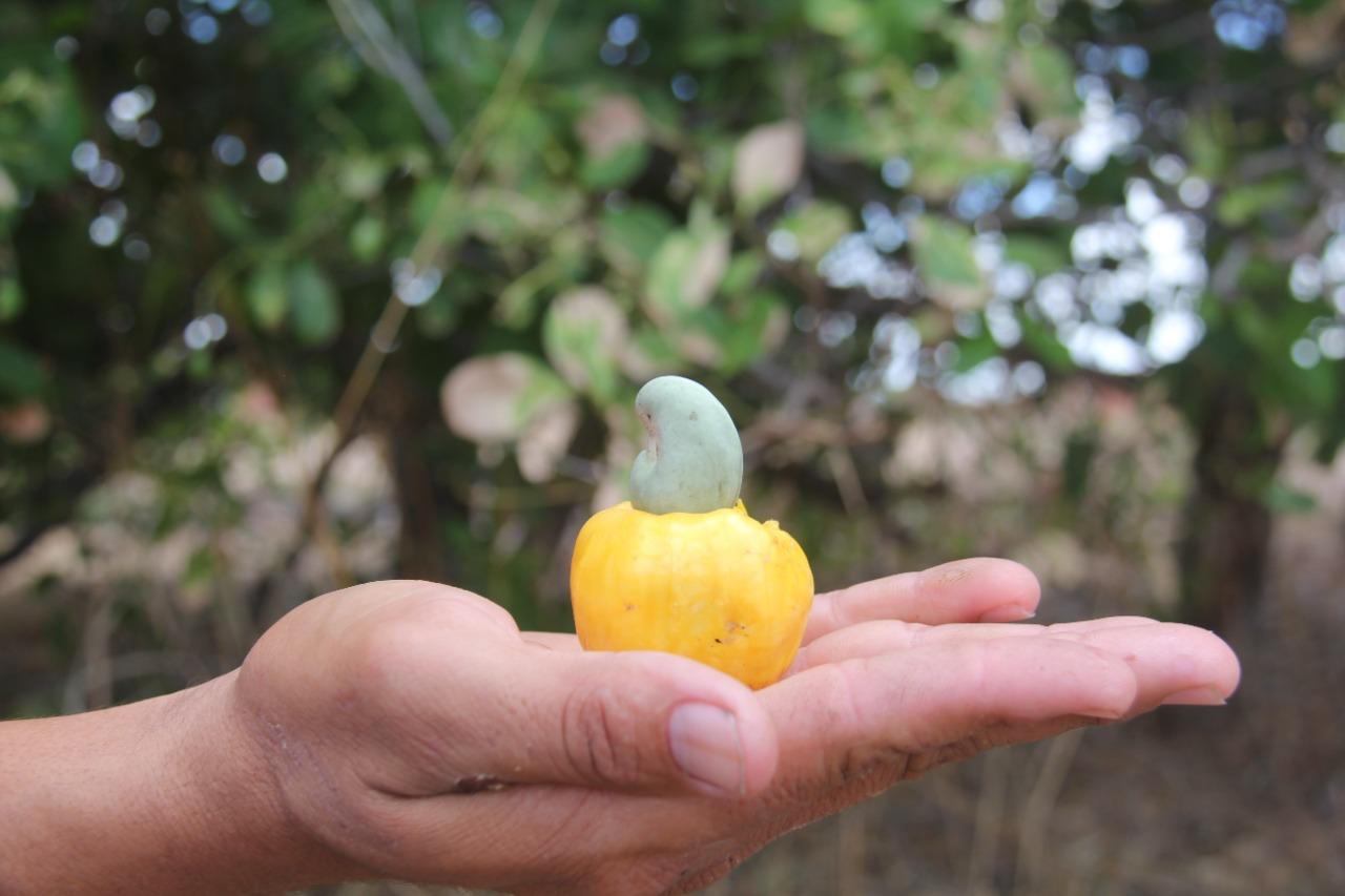 CAJU, FRUTO NA MÃO DO AGRICULTOR; FOTOS DE HONÓRIO BARBOSA