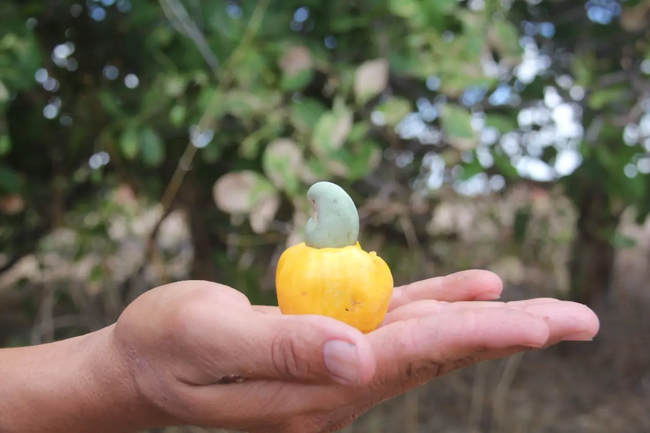 CAJU, FRUTO NA MÃO DO AGRICULTOR; FOTOS DE HONÓRIO BARBOSA