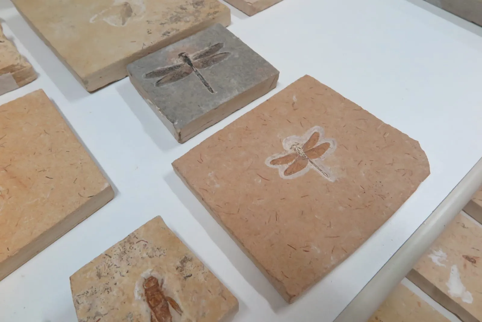 As peças serão catalogadas e preparadas para estudos e, possivelmente, para a exposição
