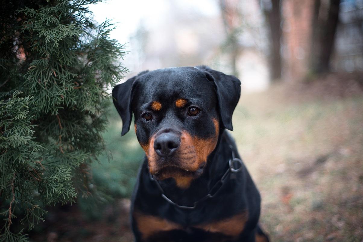 Cachorro Rottweiler