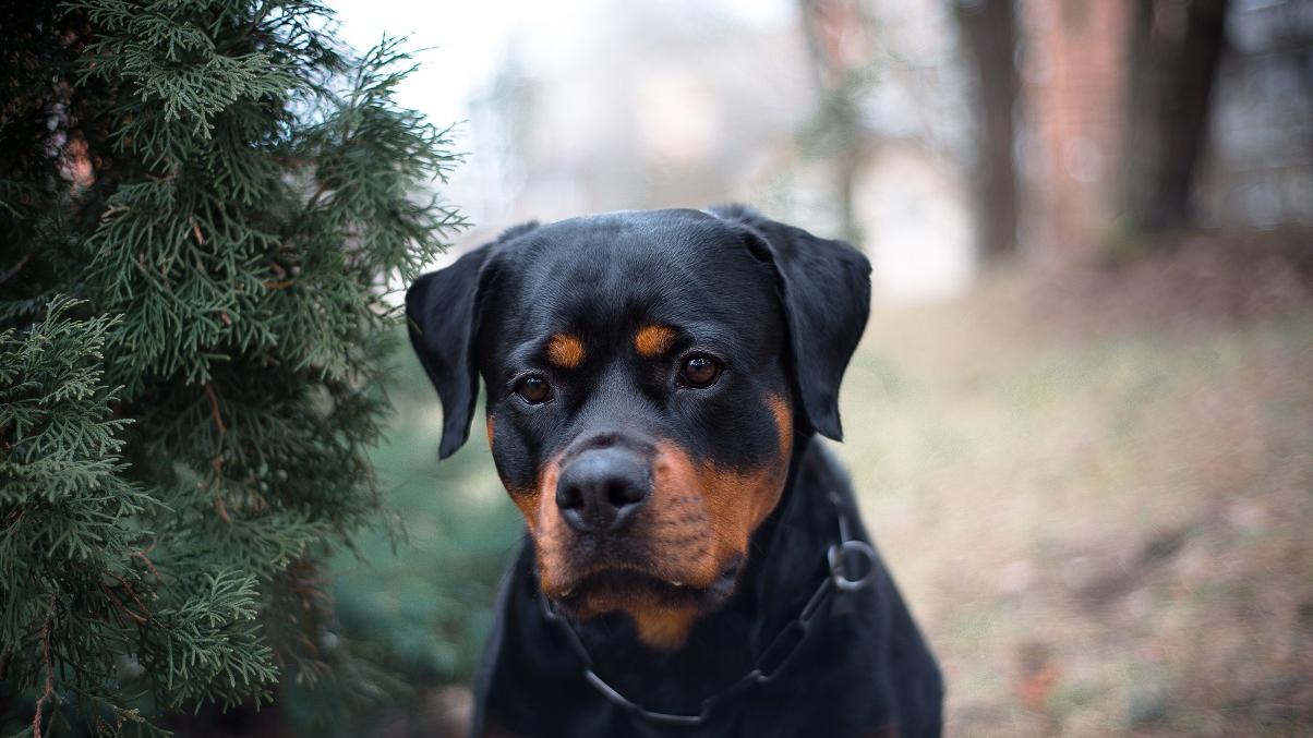 Rottweiler: entenda tudo sobre a raça - Ceará - Diário do Nordeste