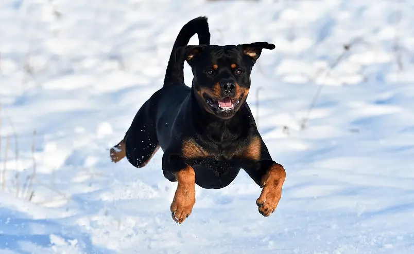 Rottweiler correndo
