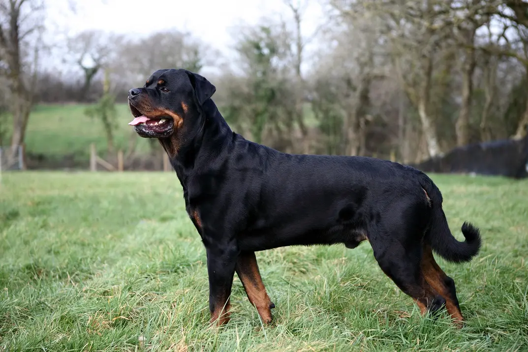 Rottweiler adulto