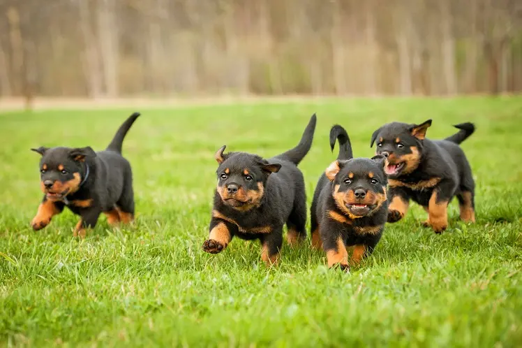 Filhotes de rottweiler