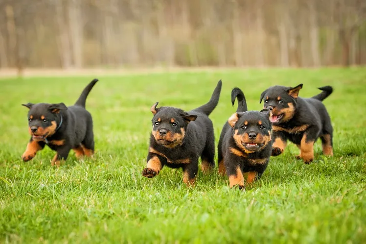 O período de maior crescimento de um rottweiler é até 1 ano de idade, período que requer rações adequadas a essa fase da vida