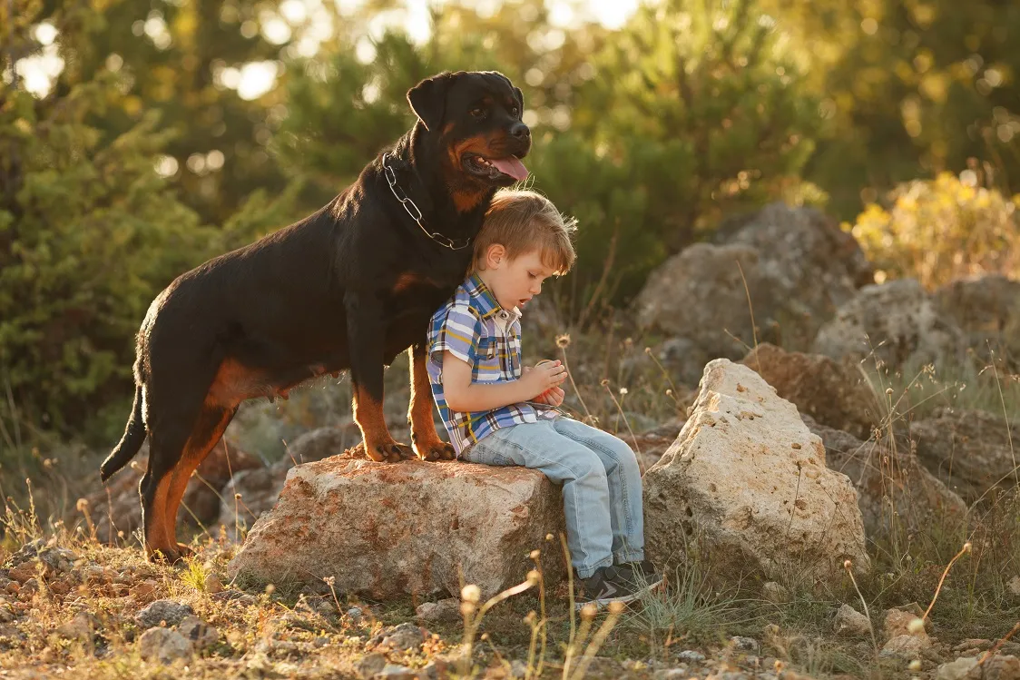 Os cães da raça Rottweiler são muito inteligentes, obedientes e dedicados à família