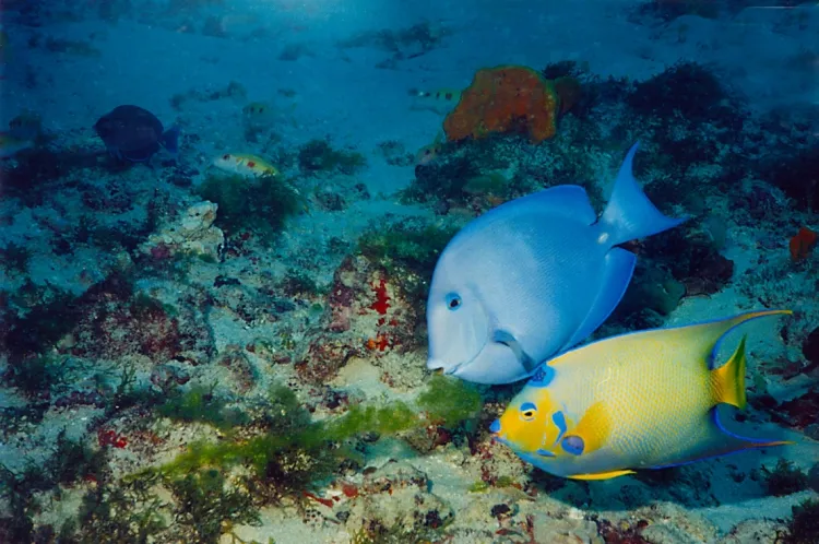 Área abriga centenas de espécies da fauna e da flora marinha.