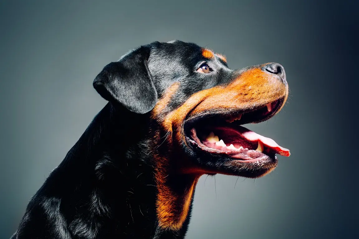 Dentes do Rottweiler