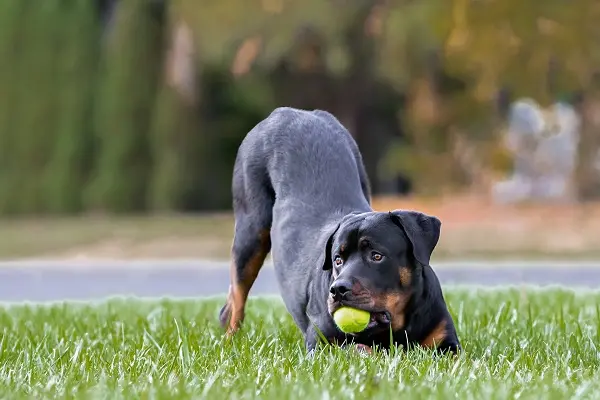 Rottweiler brincando