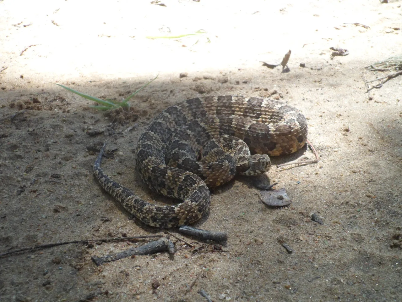 Cobra jararaca encontrada na Estação Ecológica