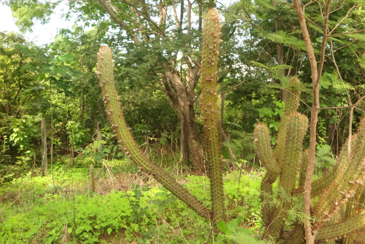 A caatinga tem sido constantemente afetada por diversas ações humanas