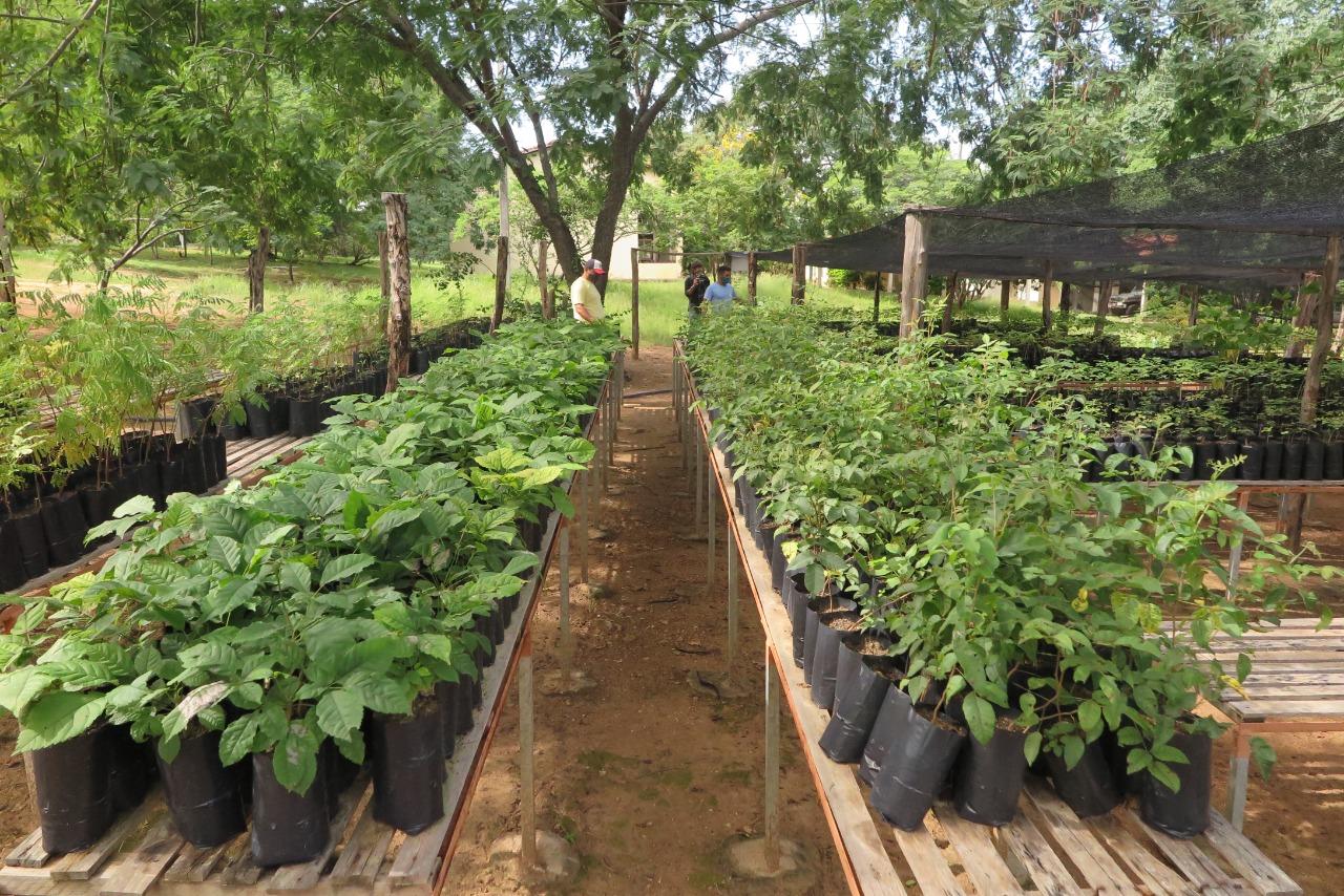 Estação Ecológica de Aiuaba mantém mudas de plantas nativas da caatinga