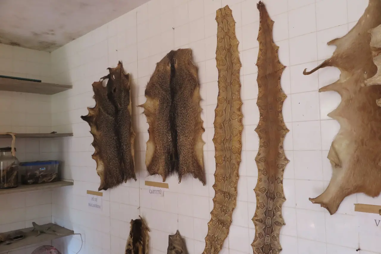 Laboratório expõe peles de animais apreendidas